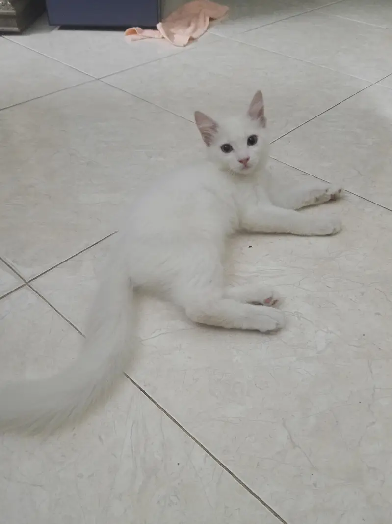 Persian doll face cat — photo 2