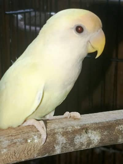 love bird top quality possible dun fallow pair