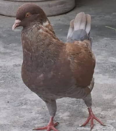 Red King Young male for sale.