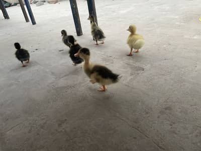 Duck baby pairs 03213831829