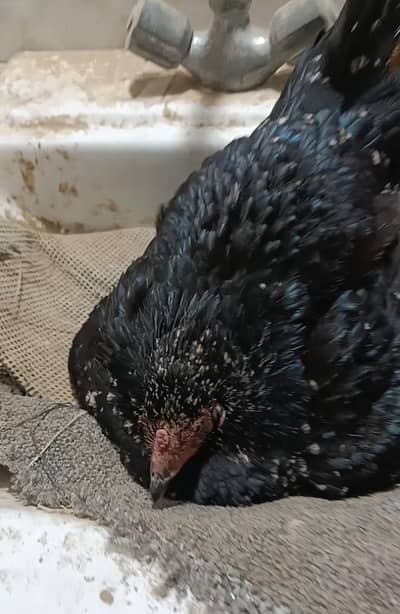 1 koruk hen & pure desi chicks for sale /Ayam cemani male