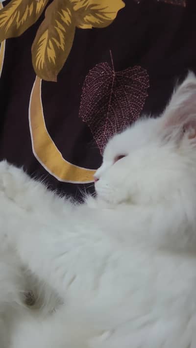 Sale My cat age 02 years