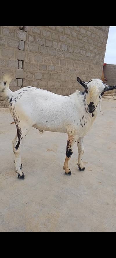 Bakra healthy and active