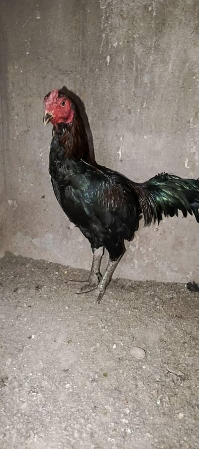 Aseel male