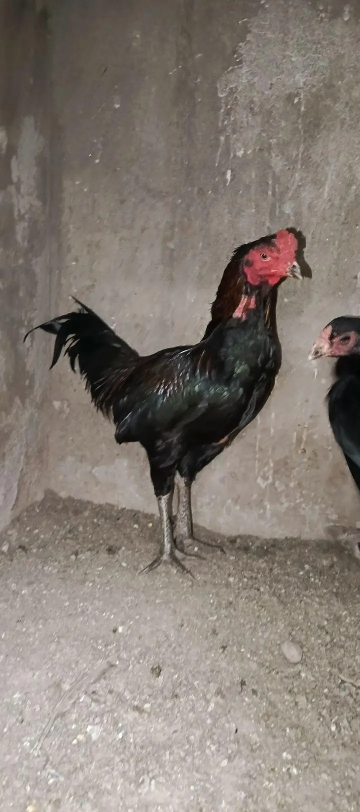 Aseel male — photo 2