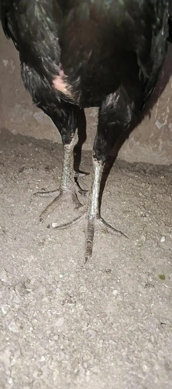 Aseel male — photo 3