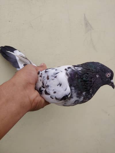 kabli femal for sale.