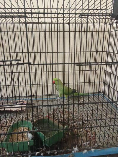 male parrot