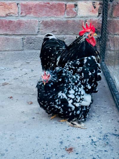 moltid bantam breeder pair available