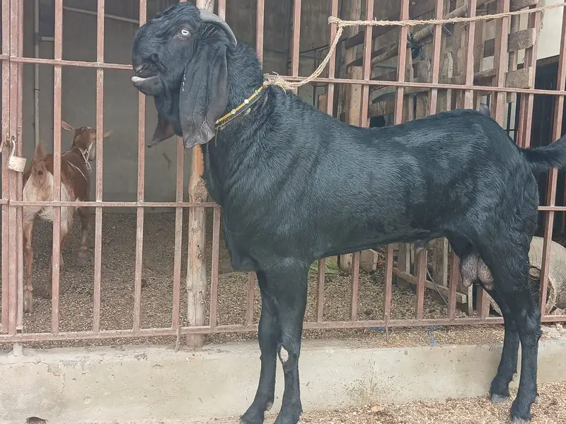 6 dath howa hy abhi. betil nasal ka male hy — photo 2