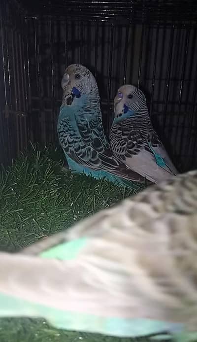 Under exi Budgie  breeder pair