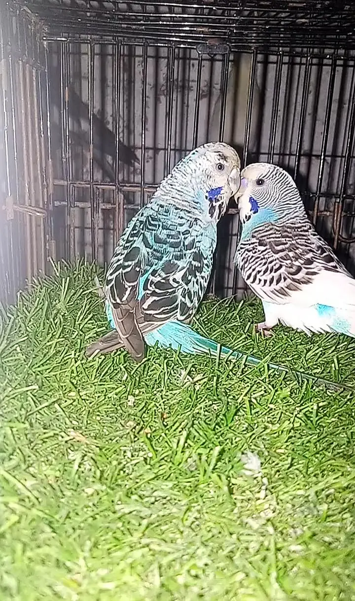 Under exi Budgie  breeder pair — photo 2