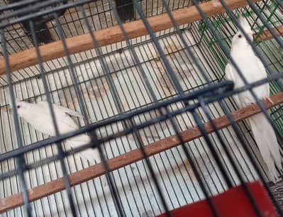 Eno Cockatiel adult pair for sale