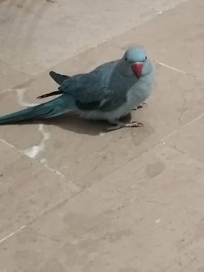 blue ringneck female