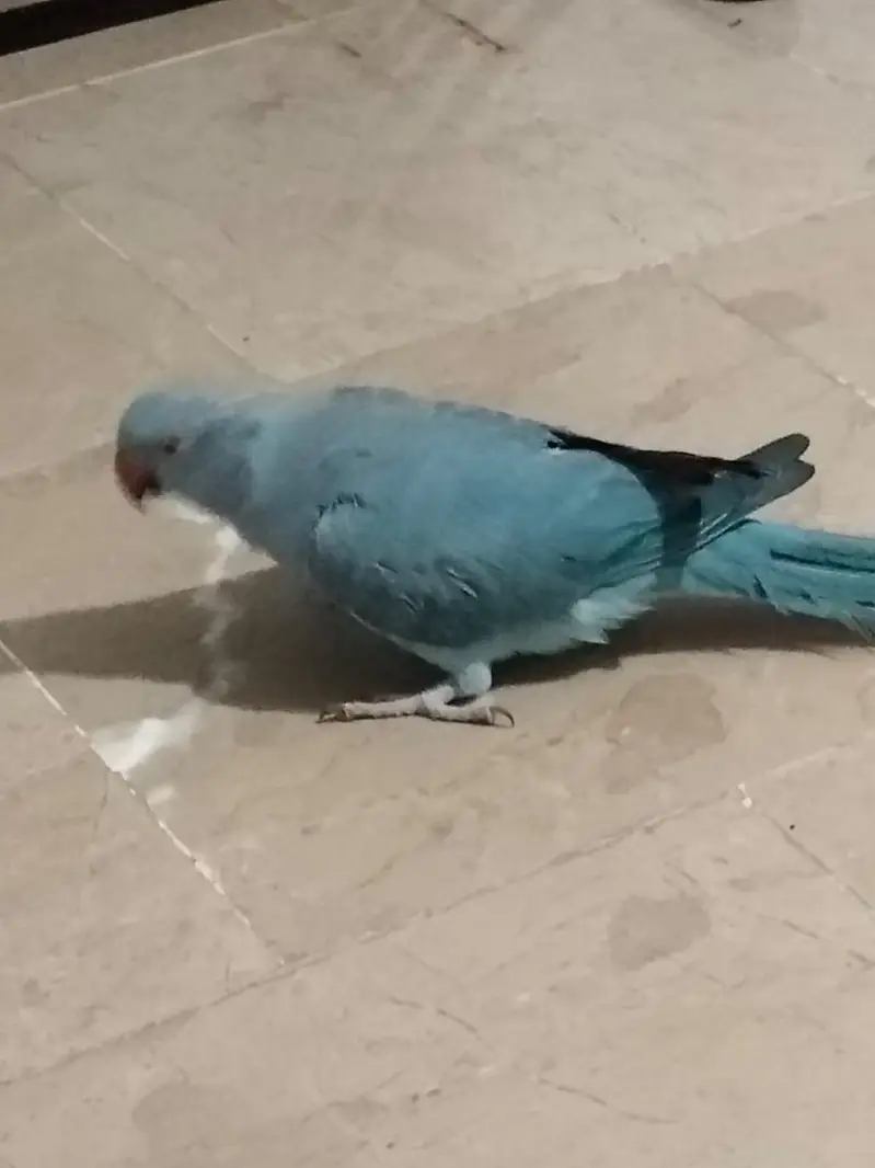 blue ringneck female — photo 3