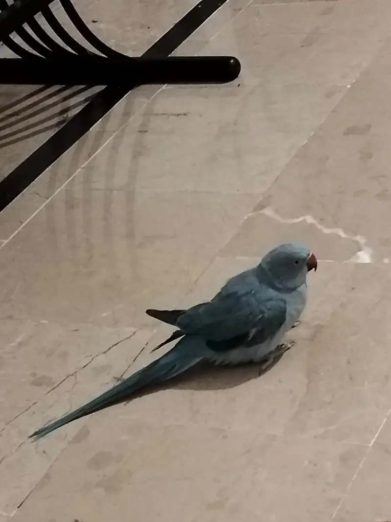 blue ringneck female — photo 4