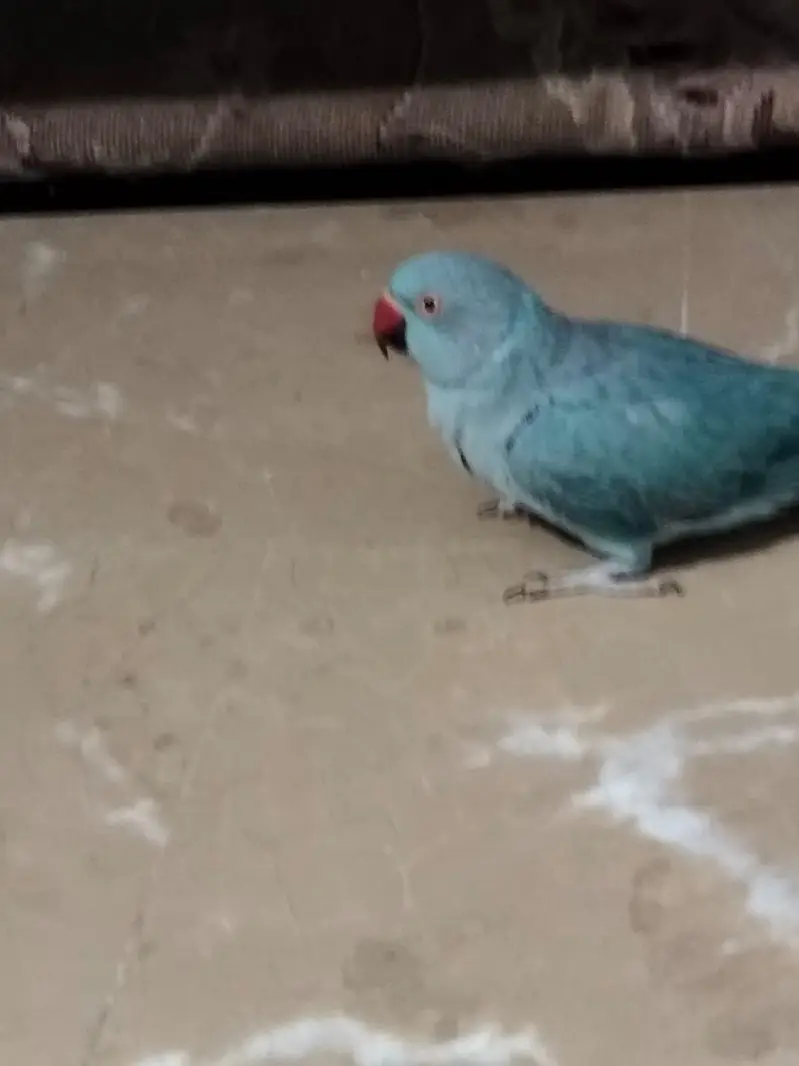 blue ringneck female — photo 5