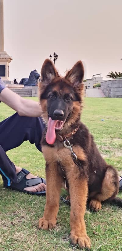 GERMAN SHEPHERD PUPPY