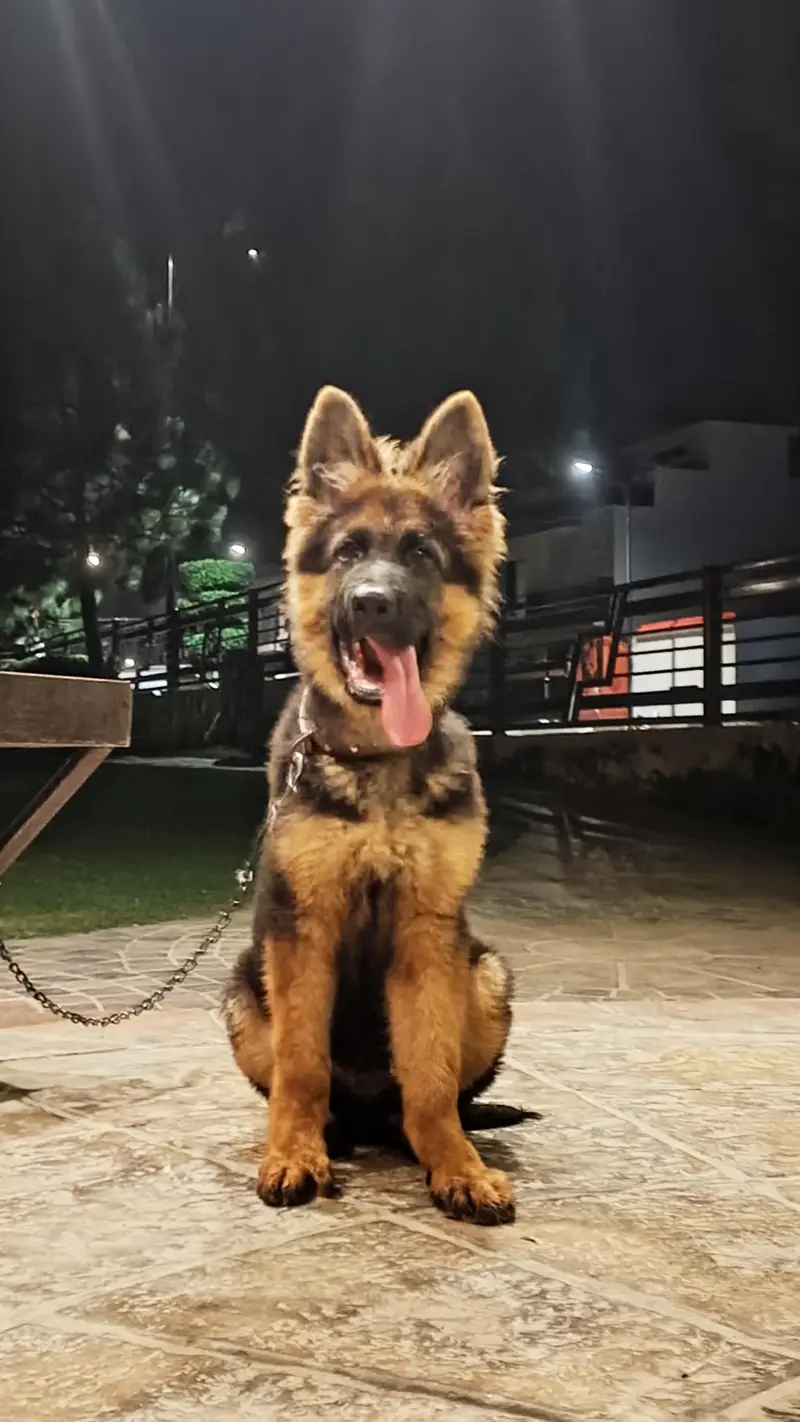 GERMAN SHEPHERD PUPPY — photo 2