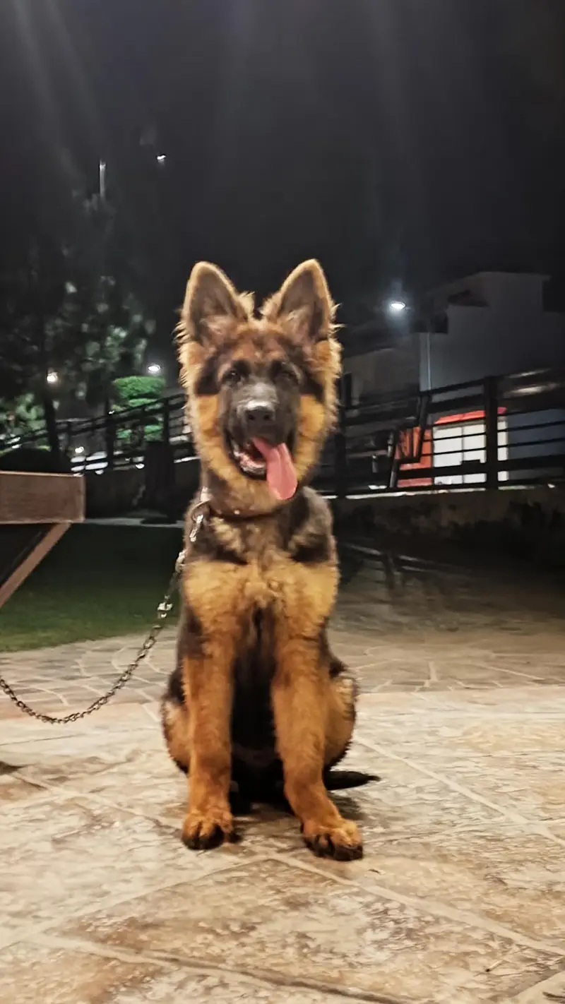 GERMAN SHEPHERD PUPPY — photo 3