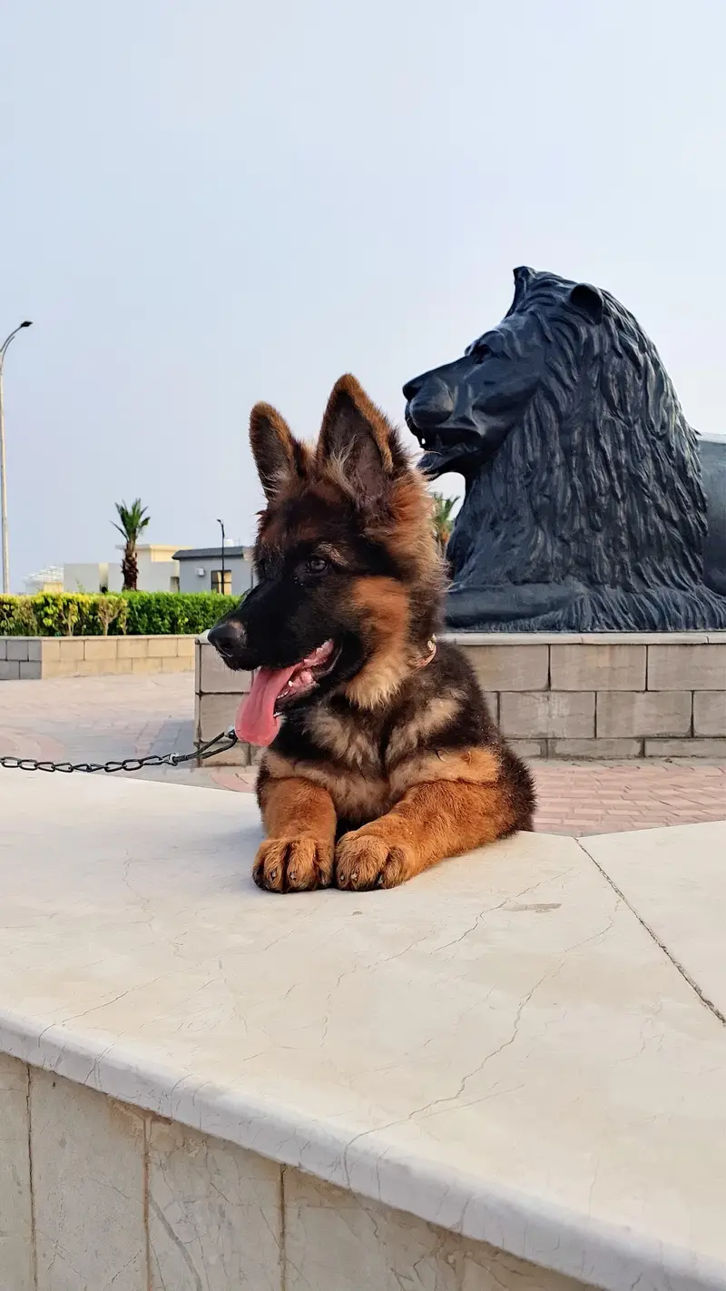 GERMAN SHEPHERD PUPPY — photo 4
