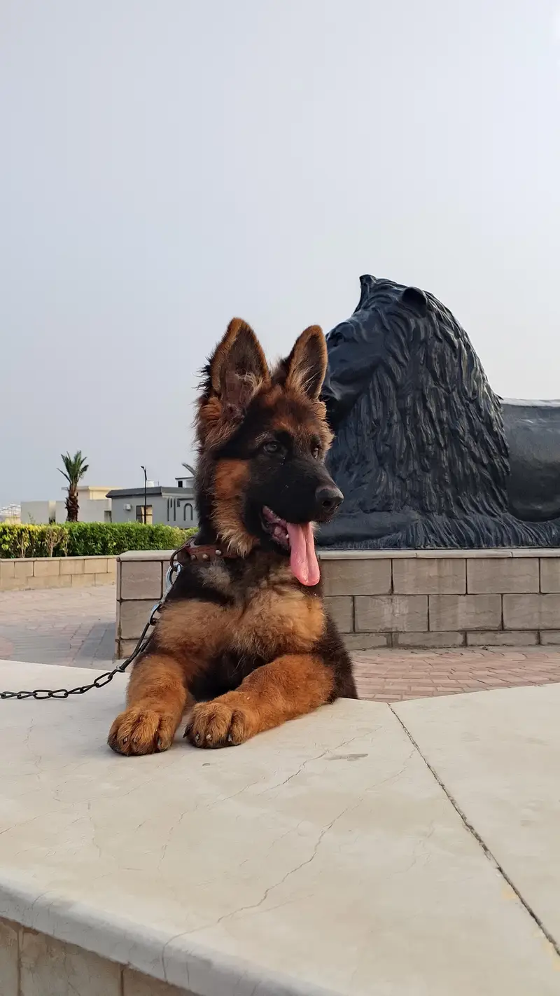 GERMAN SHEPHERD PUPPY — photo 5