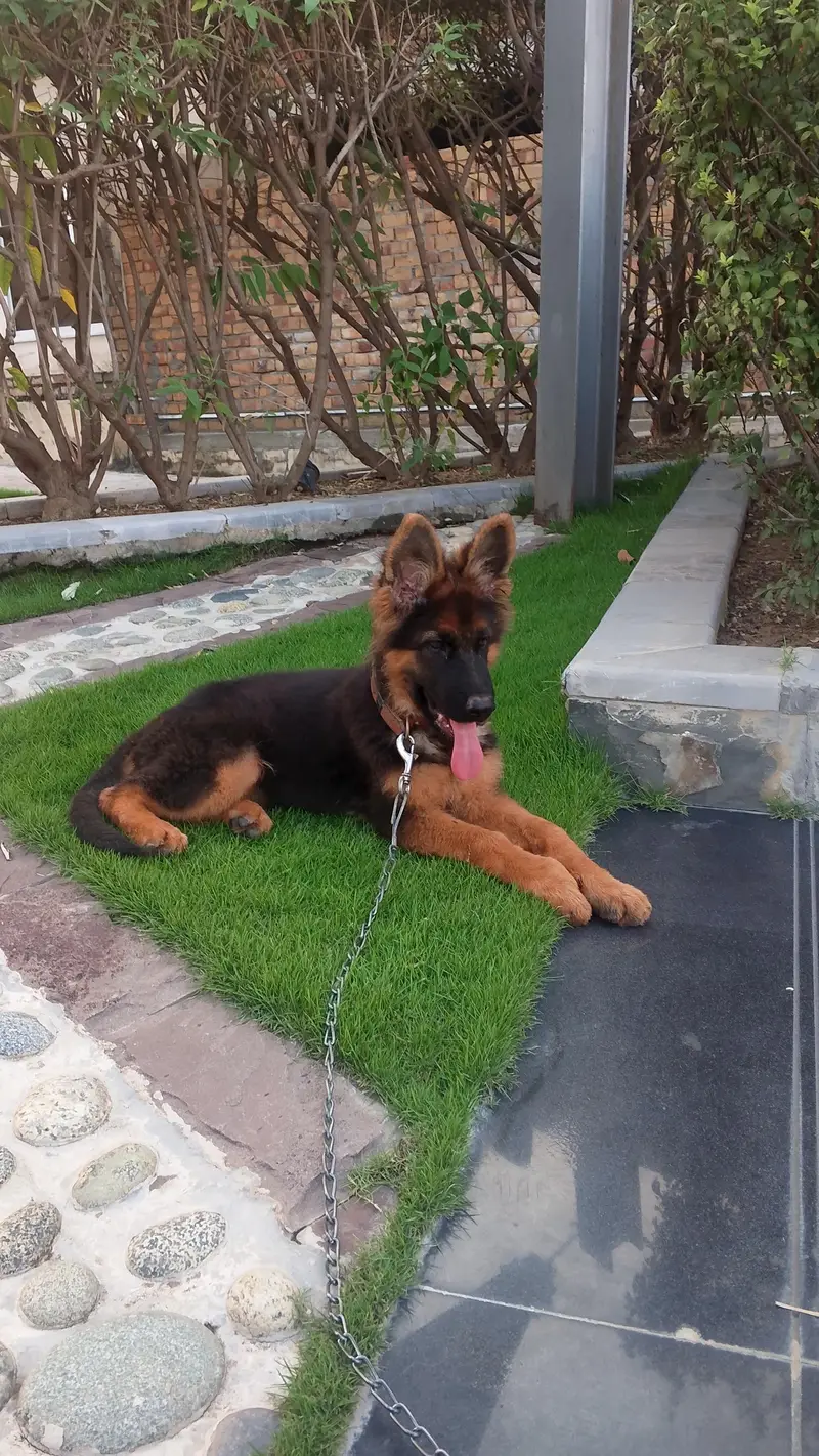 GERMAN SHEPHERD PUPPY — photo 6