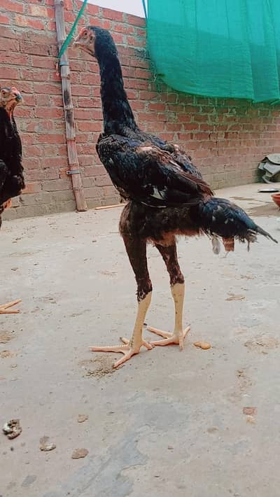 Black Japenese Shamo Chicks