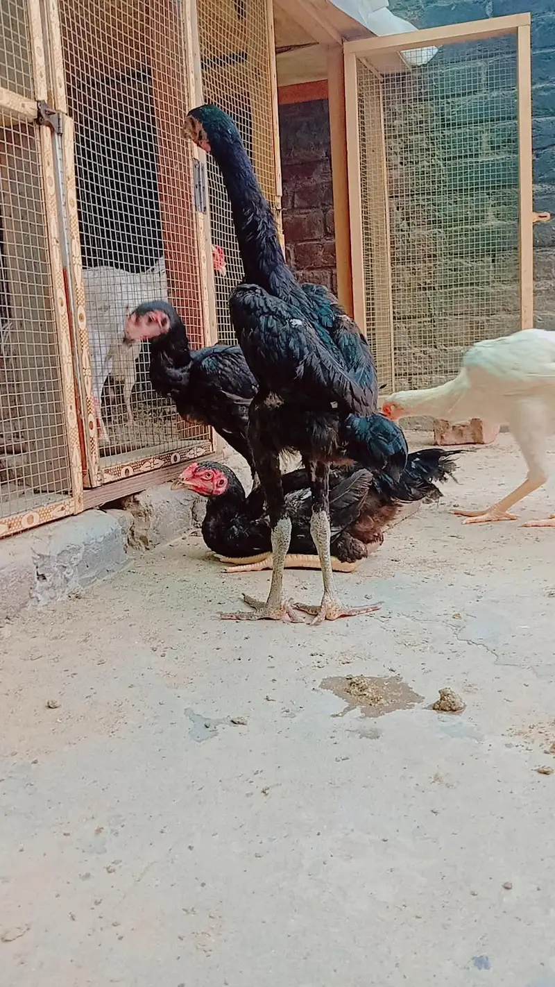 Black Japenese Shamo Chicks — photo 2