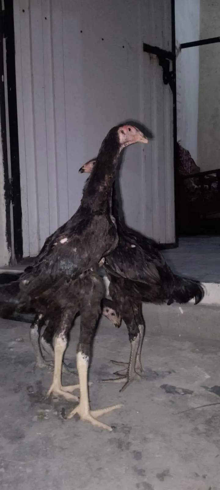 Black Japenese Shamo Chicks — photo 4