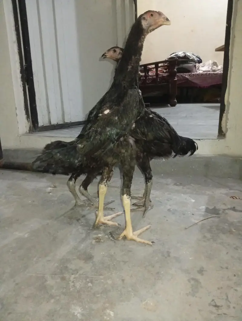 Black Japenese Shamo Chicks — photo 5