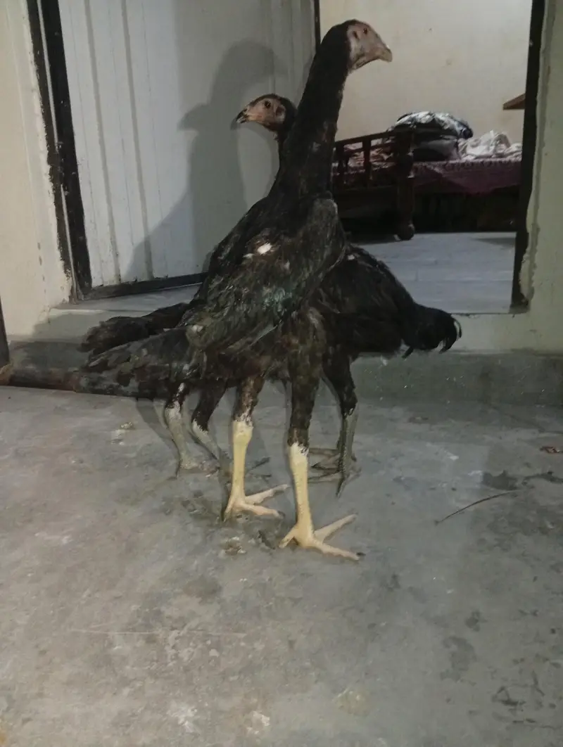 Black Japenese Shamo Chicks — photo 6