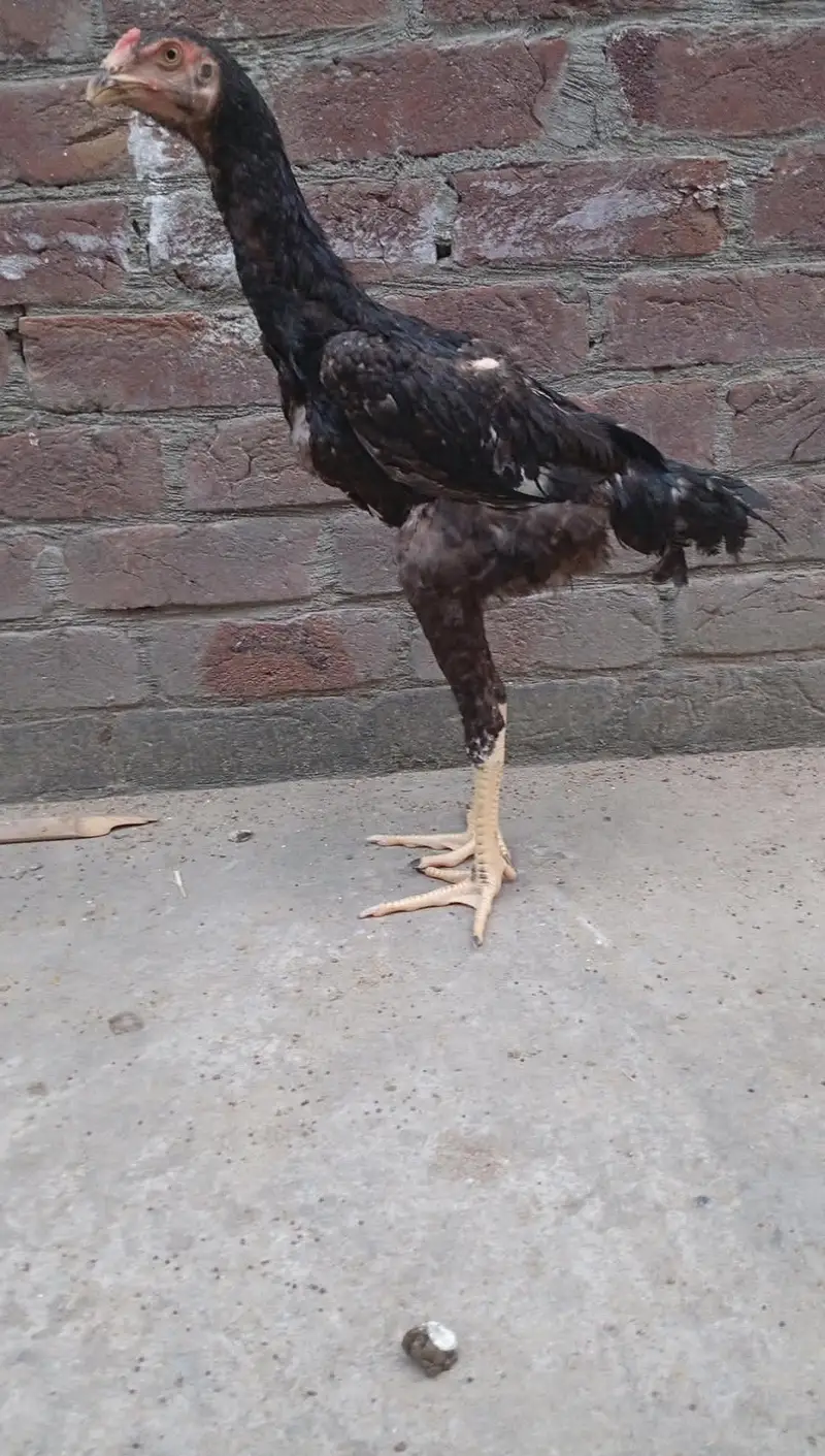 Black Japenese Shamo Chicks — photo 7