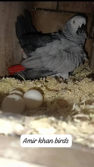 African grey 2 breeder pairs