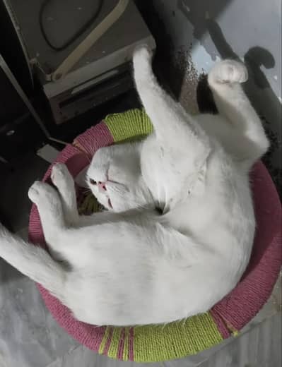 White Male Cat