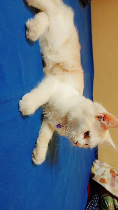 Persian cats