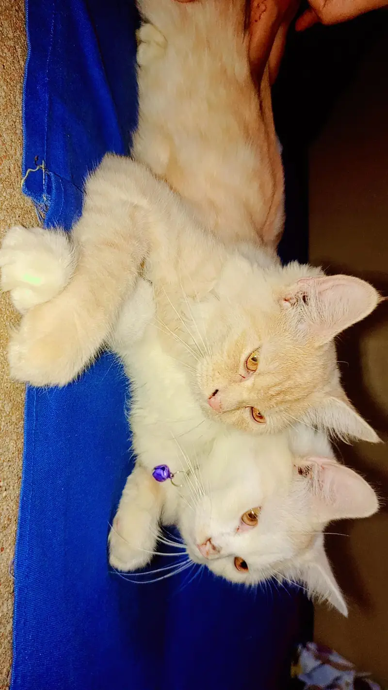 Persian cats — photo 3