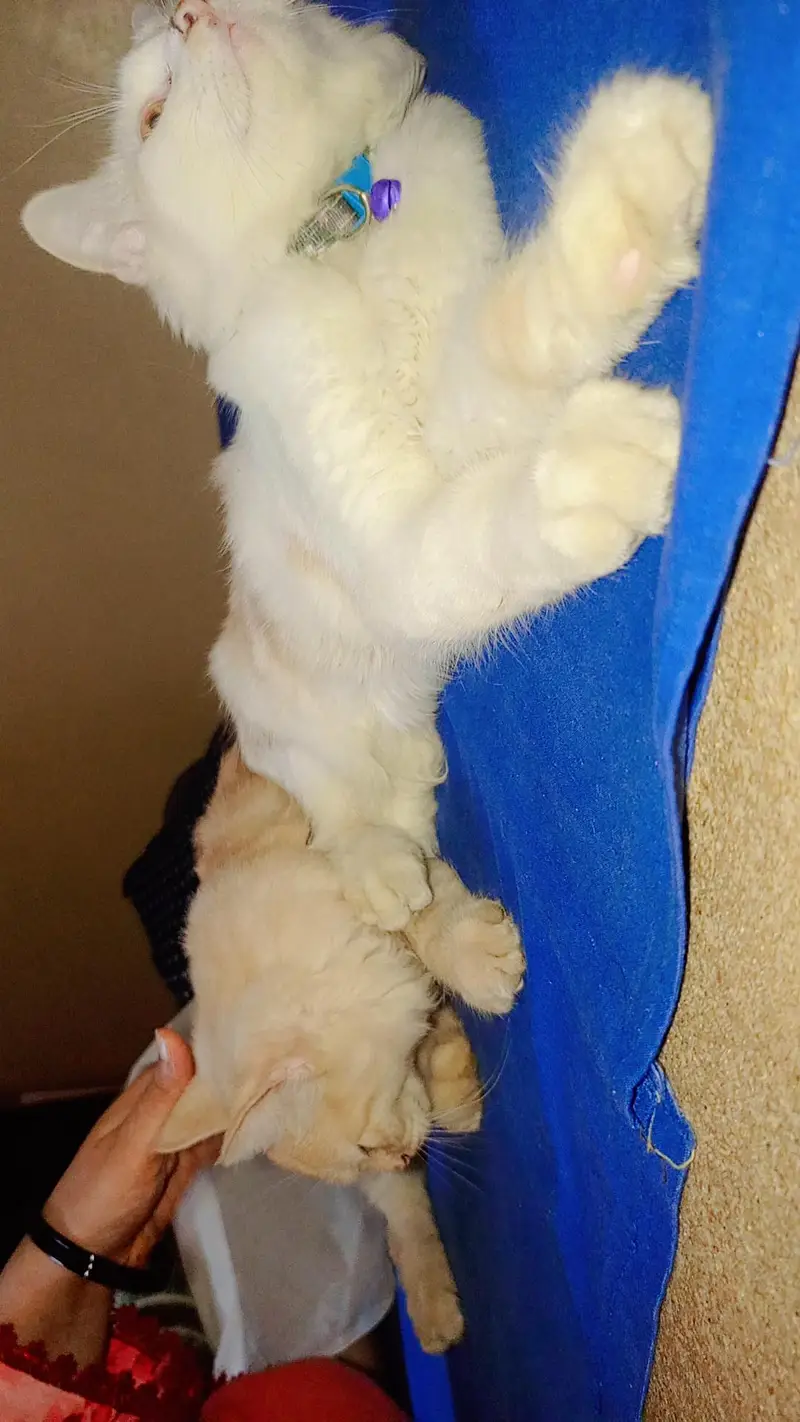 Persian cats — photo 4