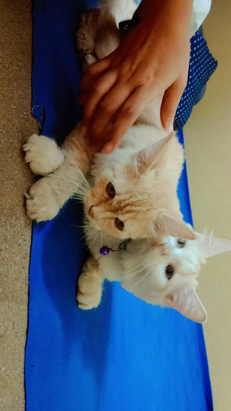 Persian cats — photo 5