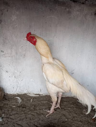 Pure mianwali aseel chicks for sale