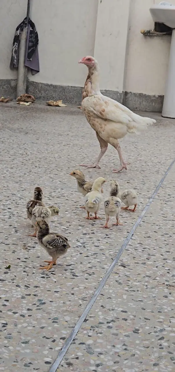 Pure mianwali aseel chicks for sale — photo 2