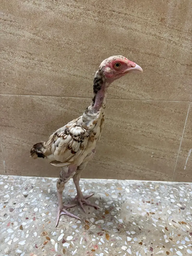 Pure mianwali aseel chicks for sale — photo 3