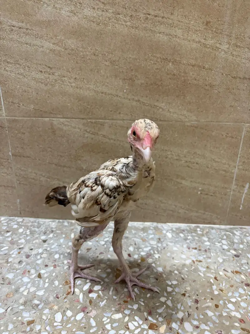 Pure mianwali aseel chicks for sale — photo 4