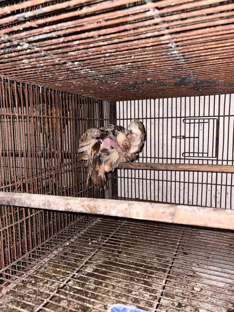 Pure mianwali aseel chicks for sale — photo 6
