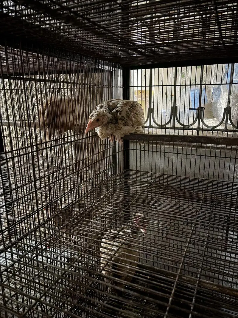Pure mianwali aseel chicks for sale — photo 7