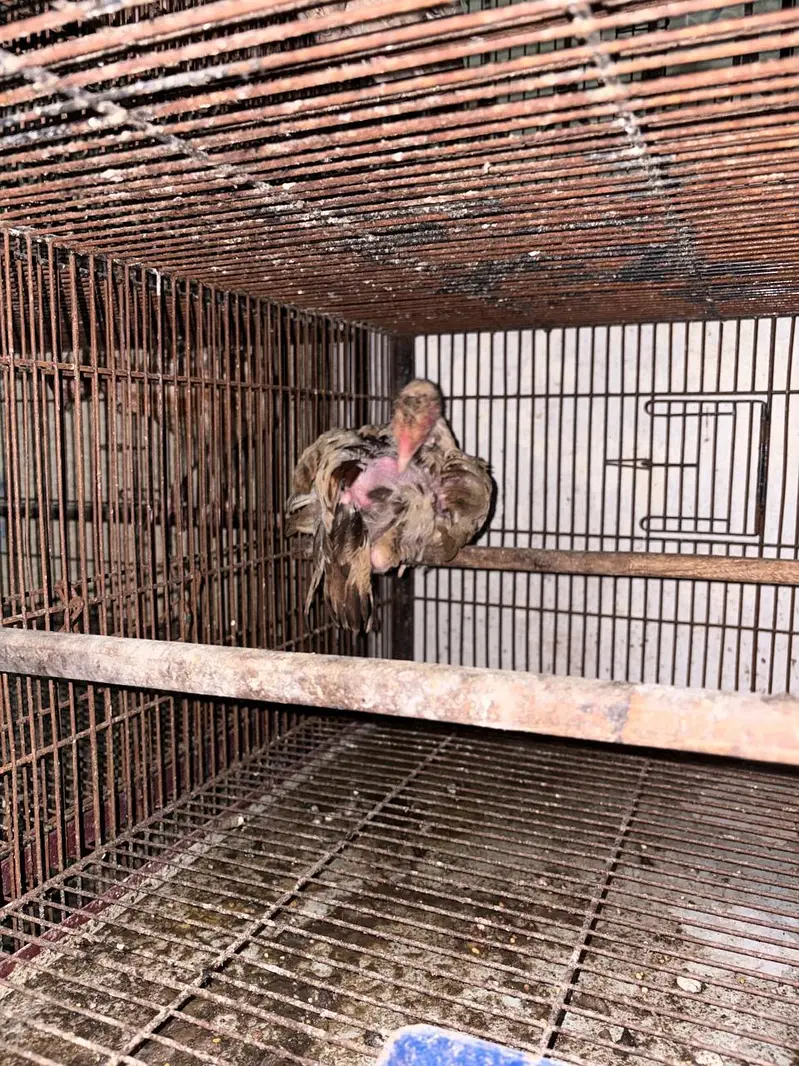 Pure mianwali aseel chicks for sale — photo 8