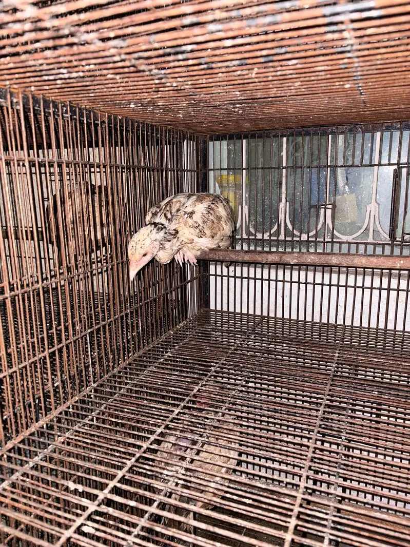 Pure mianwali aseel chicks for sale — photo 9