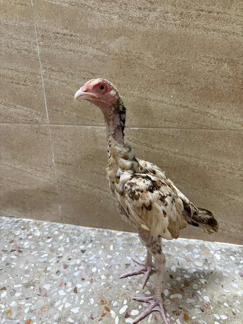 Pure mianwali aseel chicks for sale — photo 10