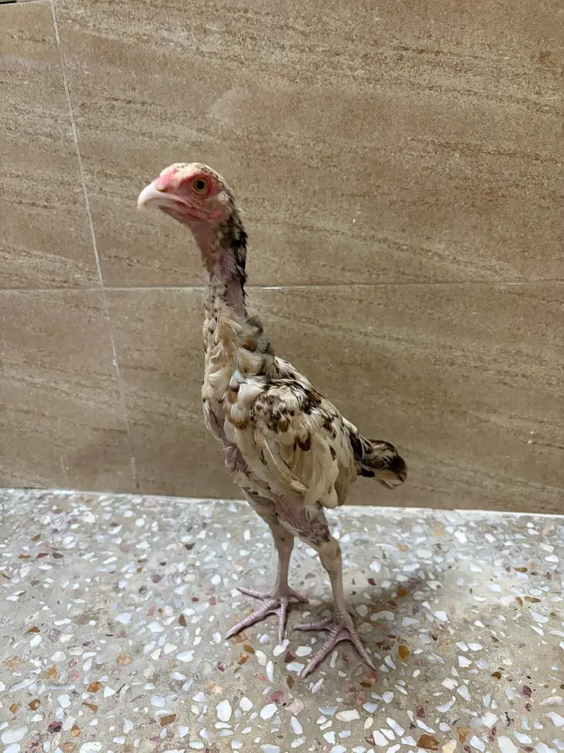 Pure mianwali aseel chicks for sale — photo 11