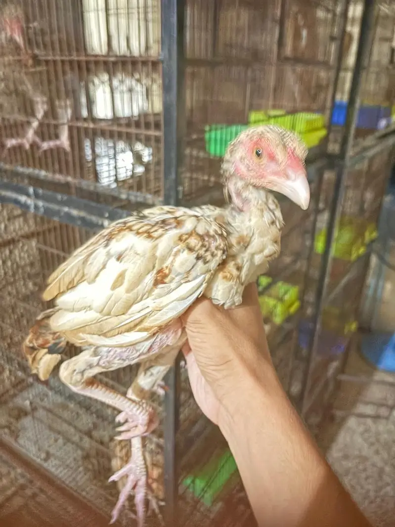 Pure mianwali aseel chicks for sale — photo 12